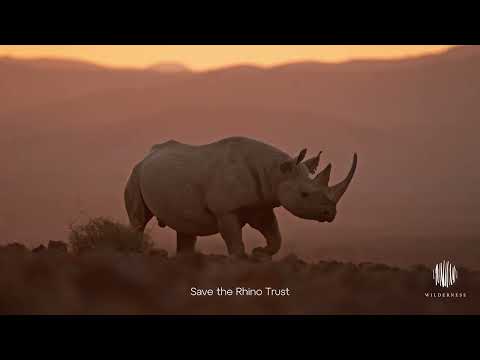 Wilderness & Save the Rhino Trust: A Story of Community and Conservation.