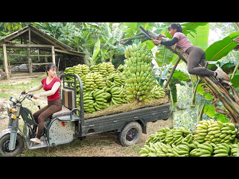 REWIND TIMALSPE --388 Days Harvesting Many Big Banana Goes To Market Sell /Phương's Story