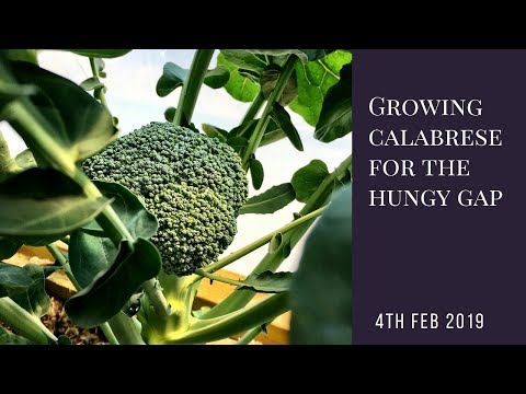 , title : 'Growing Calabrese For The Hungry Gap'