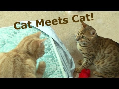 Bengal Kitten Introduction to adult cats - Part2