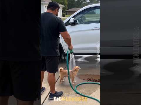 He Splashed His Chihuahua… BIG MISTAKE! 😂🐶💦 #Shorts