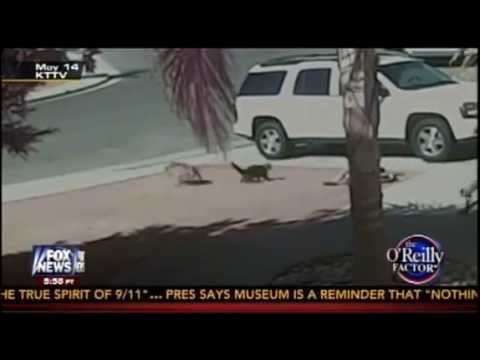 Bill O'Reilly: Cat Saves Child From Attacking Dog! (AMAZING FOOTAGE)
