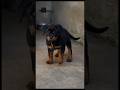 Rottweiler Puppy Popular Puppy Rottweiler Dog In Khatarnak Dog Breeds Rottweiler Dog Khatarnak