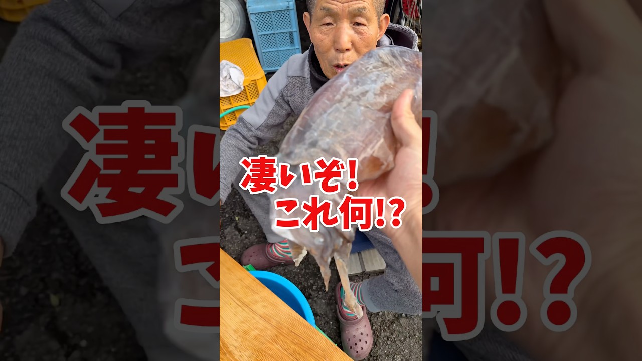 巨大なアオリイカを漁師の祖父に捌いてもらいました😆🐟‼️ #船長の日常 #淡路島