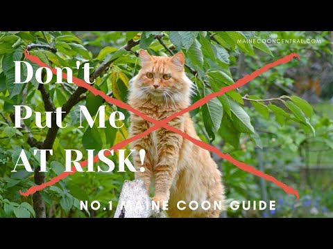Can Maine Coons Live Outdoors?