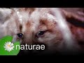 Explore the Wildlife Kingdom - Adorable Cougar Kittens