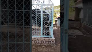 preview picture of video 'Ghẹo Gấu tại Trại Rắn Đồng Tâm'