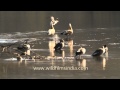 Ruddy Shelducks And Spotbills In Sariska National Park