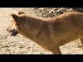 Golden Dog Waiting Second Round Mating Outside Home Dogmom Meeting Pets
