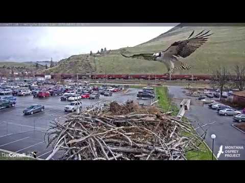 Hellgate Ospreys * You're So Cute Iris * As She Readies Her Nest * 4/17/19