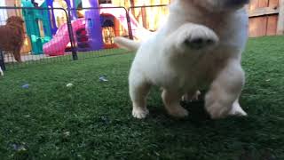 Video preview image #6 Golden Retriever Puppy For Sale in CORONA, CA, USA