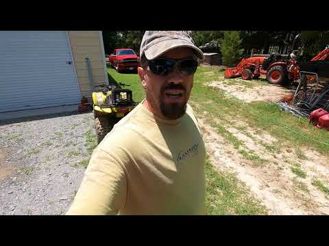 Foraging for blackberries