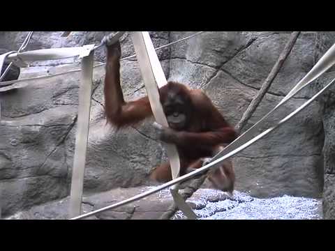 Orangutan Genomes Decoded