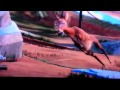 Diego Ice Age 3 Chase Hunt