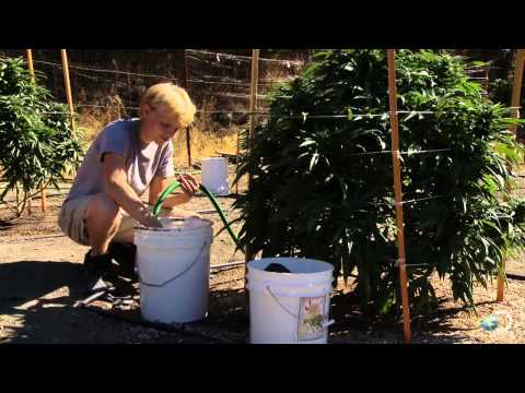 Santa Loves Weed Growers | Weed Country