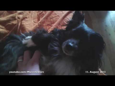 Dog vs. Separation Anxiety - The Howling