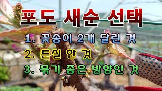 [텃밭농부 1,424]  봄에 나오는 포도 새순을 선택하는 기준 4가지. #포도재배
