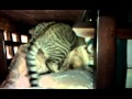Aggressive cat gay porno Aggressive cat gay porno