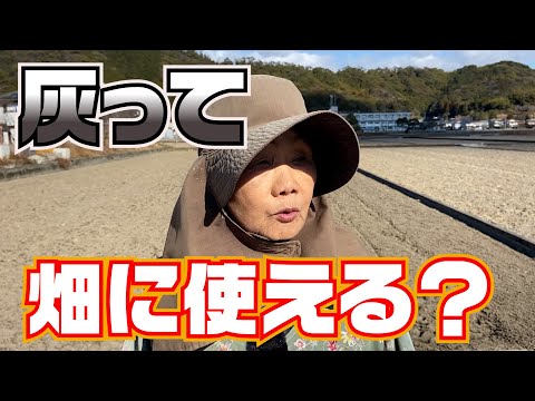 しだれの灰、垂れ下がった灰 植物