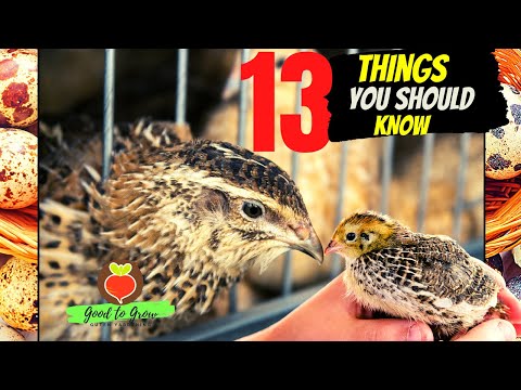 , title : '13 KEY Things You Need to Know About Raising Coturnix Quail for Eggs and Meat'