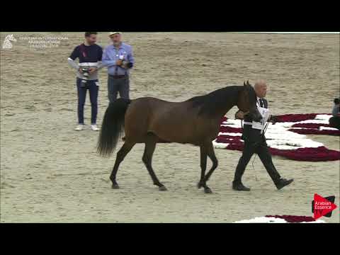 46 ERALDA Sharjah International 2018