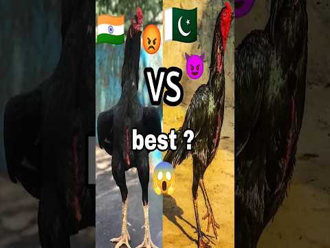 which one is better Aseel ? 😍😈🇵🇰vs🇮🇳 #Aseel #viral #birds