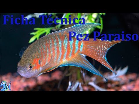 download lagu mp3 mp4 Pez Paraiso, download lagu Pez Paraiso gratis, unduh video klip Pez Paraiso