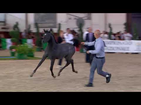 N.113 MAGIC ELHAM - Italian Nationals 2018 - Futurity Colts (Class 14)