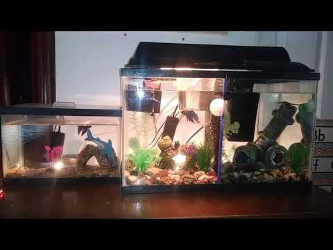 Divided 10 Gallon Betta Tank Part 1