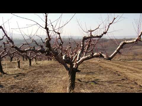 Reč struke ep. 240 28.02.2019. NAJAVA