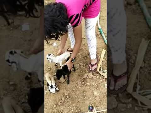 Handling pets#dog#goat#nativeDairies
