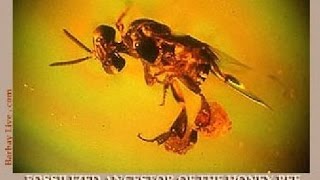 TRAPPED IN AMBER - Mickey Flynn ( original )