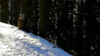preview picture of video 'Hatu peak - Best place to trek around Shimla Jan 2018'