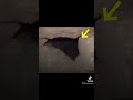 Unknown Creatures Caught On Camera Shorts