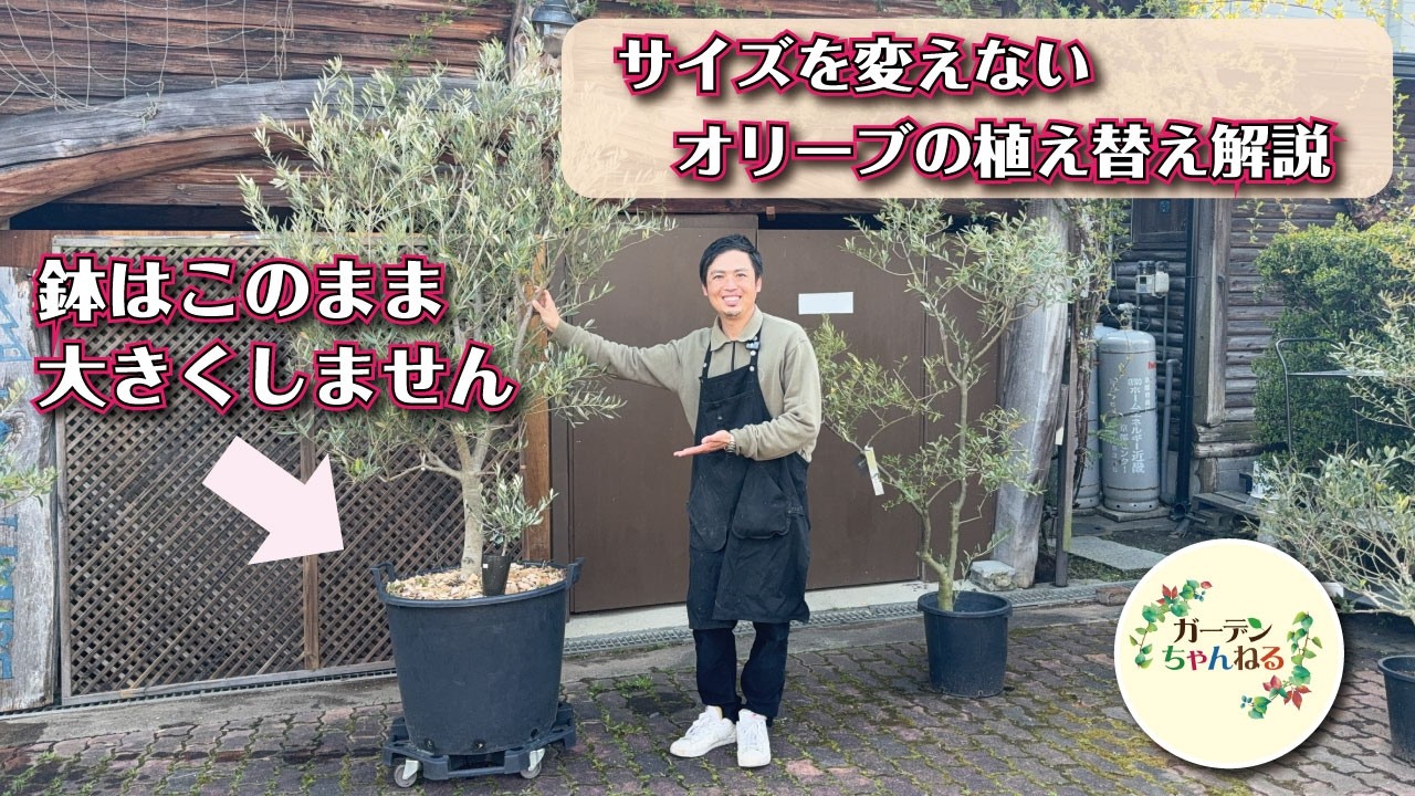 オリーブは鉢そのままでも 育てられます！