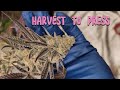 DANTES INFERNO X TROP CHERRY HARVEST WASH PRESS ORGANIC