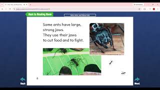 Level G.Ants, Ants, and More Ants