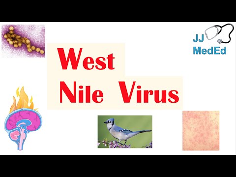West Nile Virus (West Nile Encephalitis): Pathogenesis, Symptoms, Diagnosis, and Treatment