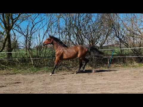 Vitalis For Romance Hochadel De Niro