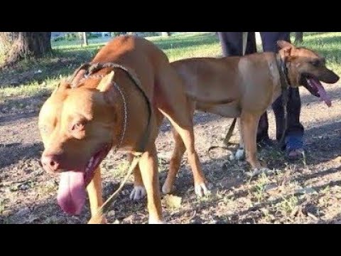 Dog new song ramakant episode full sexy