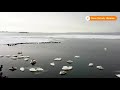 Swans bask in warm waters in Ukrainian winter