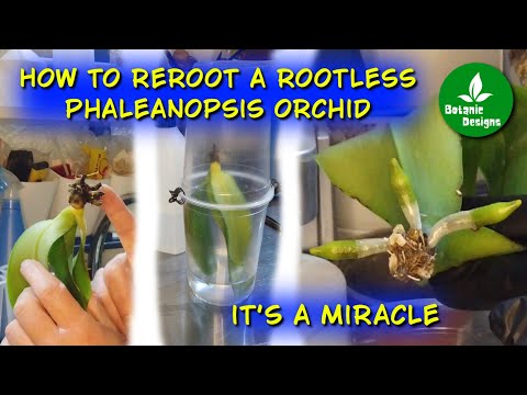 How to reroot a rootless Phaleanopsis orchid?