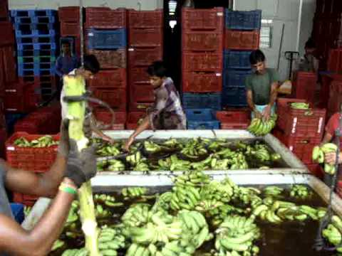 banana ripening cold storage plant in ludhiana punjab india www.niteshfruitcompany.com