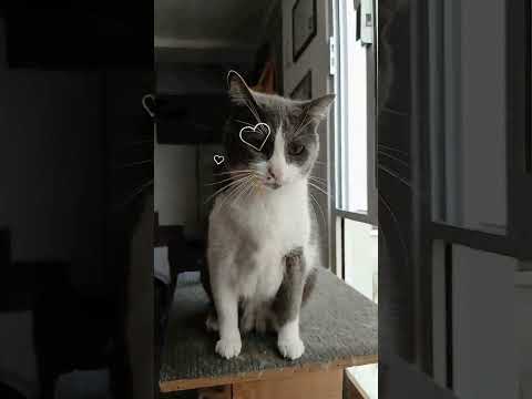 Mi gato viejito llamado meloni,