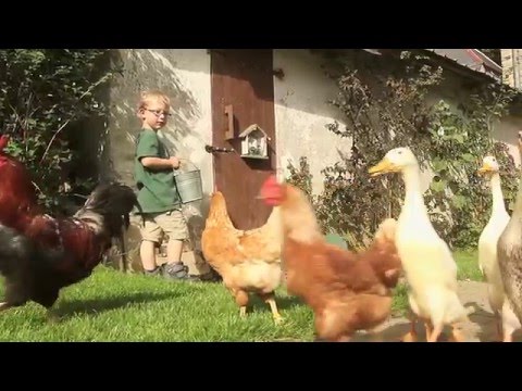 Video 21 aus  LINDENHOF- BAUERNHOFURLAUB / OSTSEENÄHE