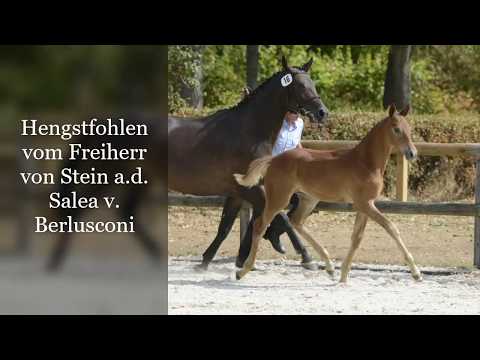 Trakehner Hengstfohlen vom Freiherr von Stein a.d. Salea v. Berlusconi