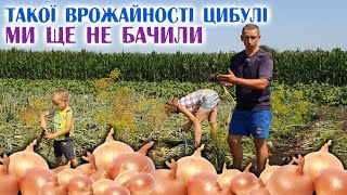 Все буде🇺🇦 Оце так ЦИБУЛЯКА вродила! Збираємо врожай цибулі. Технологія просушки на горищі.