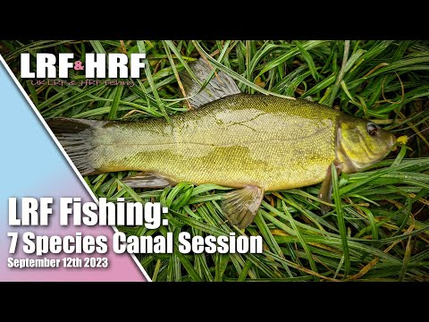 LRF Fishing: Tench, Bream & More - 7 Species Canal Session
