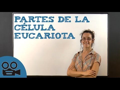 Qué es la CITOCINESIS y cuál es su IMPORTANCIA biológica