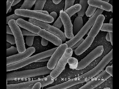 Organism | Wikipedia audio article